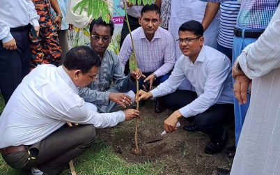 বাগেরহাটে সড়ক সৌন্দর্যবর্ধনের জন্য লাগানো  হচ্ছে  কৃষ্ণচূড়া ও সোনালু গাছের চারা