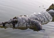 বাগেরহাটে ঐতিহাসিক খানজাহান আলী (রহঃ) মাজার দিঘির কুমিরের মৃত্যু