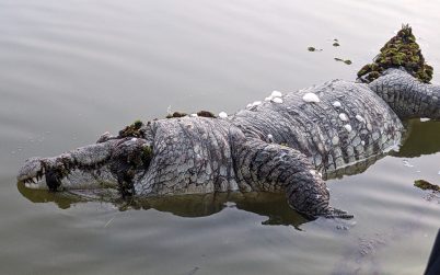 বাগেরহাটে ঐতিহাসিক খানজাহান আলী (রহঃ) মাজার দিঘির কুমিরের মৃত্যু