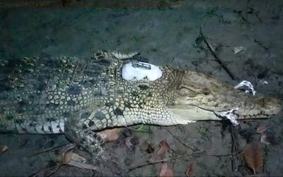 স্যাটেলাইট ট্রান্সমিটারযুক্ত কুমির এখন পানগুছি নদীতে