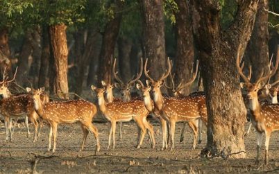 সুন্দরবন থেকে আরও ৩১ হরিণের মৃতদেহ উদ্ধার