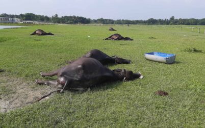 বাগেরহাটে প্রজনন খামারে ১৮ মহিষের রহস্যজনক মৃত্যু, অসুস্থ্য আরও দুটি