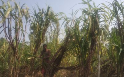 ফকিরহাটে ফিলিপাইনের কালো আখ চাষে কৃষক দম্পত্তির বাজিমাত
