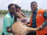 পথ ভুলে লোকালয়ে আসা হরিণ সুন্দরবনে অবমুক্ত 