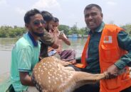 পথ ভুলে লোকালয়ে আসা হরিণ সুন্দরবনে অবমুক্ত 