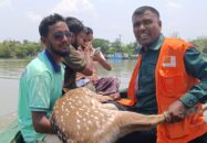 পথ ভুলে লোকালয়ে আসা হরিণ সুন্দরবনে অবমুক্ত 