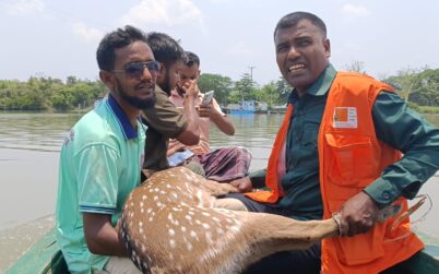 পথ ভুলে লোকালয়ে আসা হরিণ সুন্দরবনে অবমুক্ত 