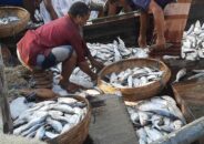 বাগেরহাটে ৫৮ দিন পর সামুদ্রিক মাছের পাইকারী হাট আবারও সরগরম