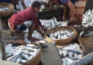 বাগেরহাটে ৫৮ দিন পর সামুদ্রিক মাছের পাইকারী হাট আবারও সরগরম